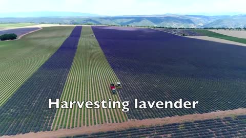 Lavender Harvest & Oil Distillation | Valensole - Provence - France 🇫🇷| large and small scale