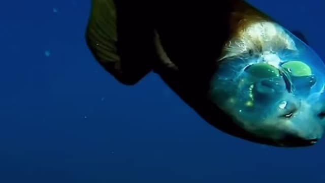 Amazing creature of the deep sea