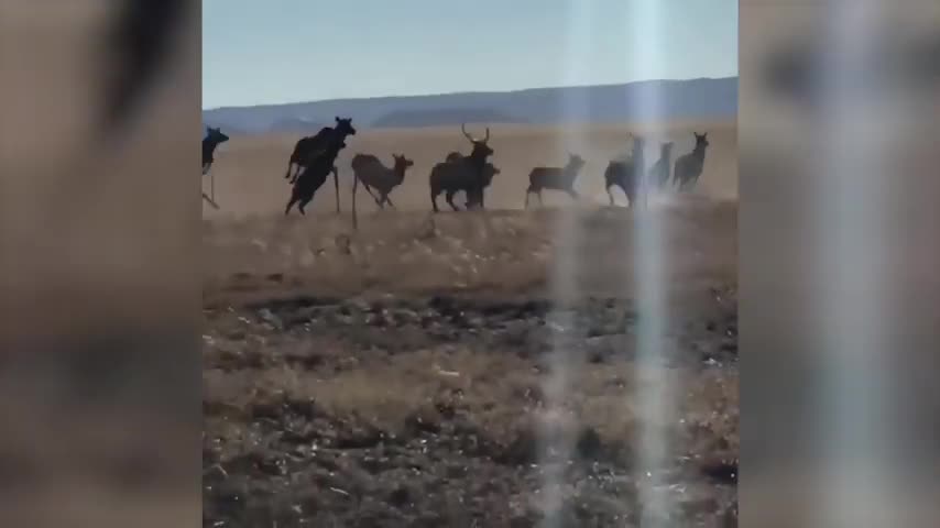 Large Herd of Elks Cross Road