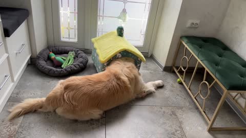 Golden Retriever Decided that this Cat House is for Him