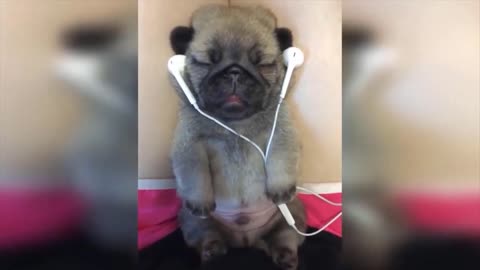 Cute Puppy Listening to Music Funny Video - Funny Animals