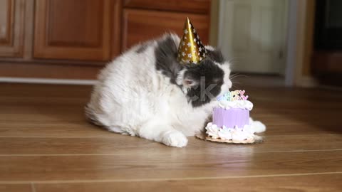 Birthday cat sniffing and biting birthday cake.