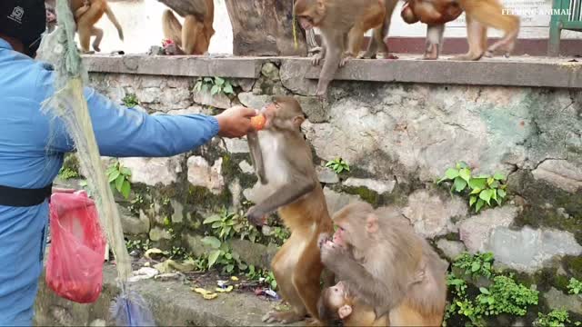 feeding one crate box tomatoes to the hungry monkey || monkey eat tomato