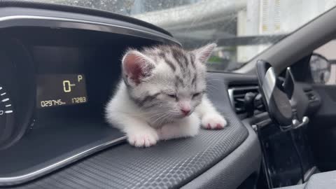 Riding Kitten