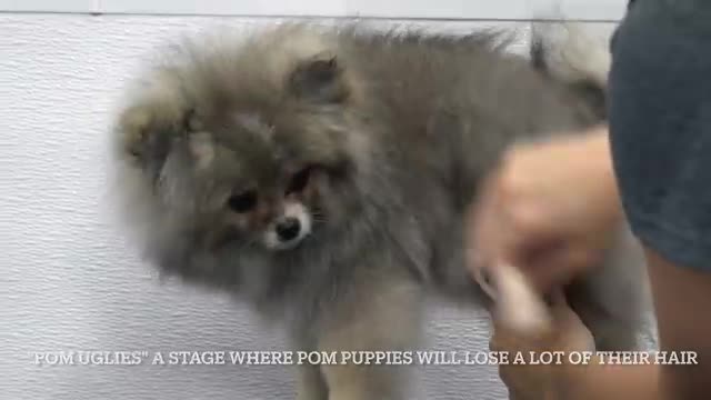 This dog is a toe bean model | Pomeranian Puppy