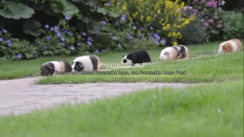 Cute Animals Guinea pig Olympics Cavia sweet animals