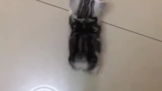 What A Lovely Cute CAT & DOG | Best Cutest Animal 2022 EP8 #Shorts