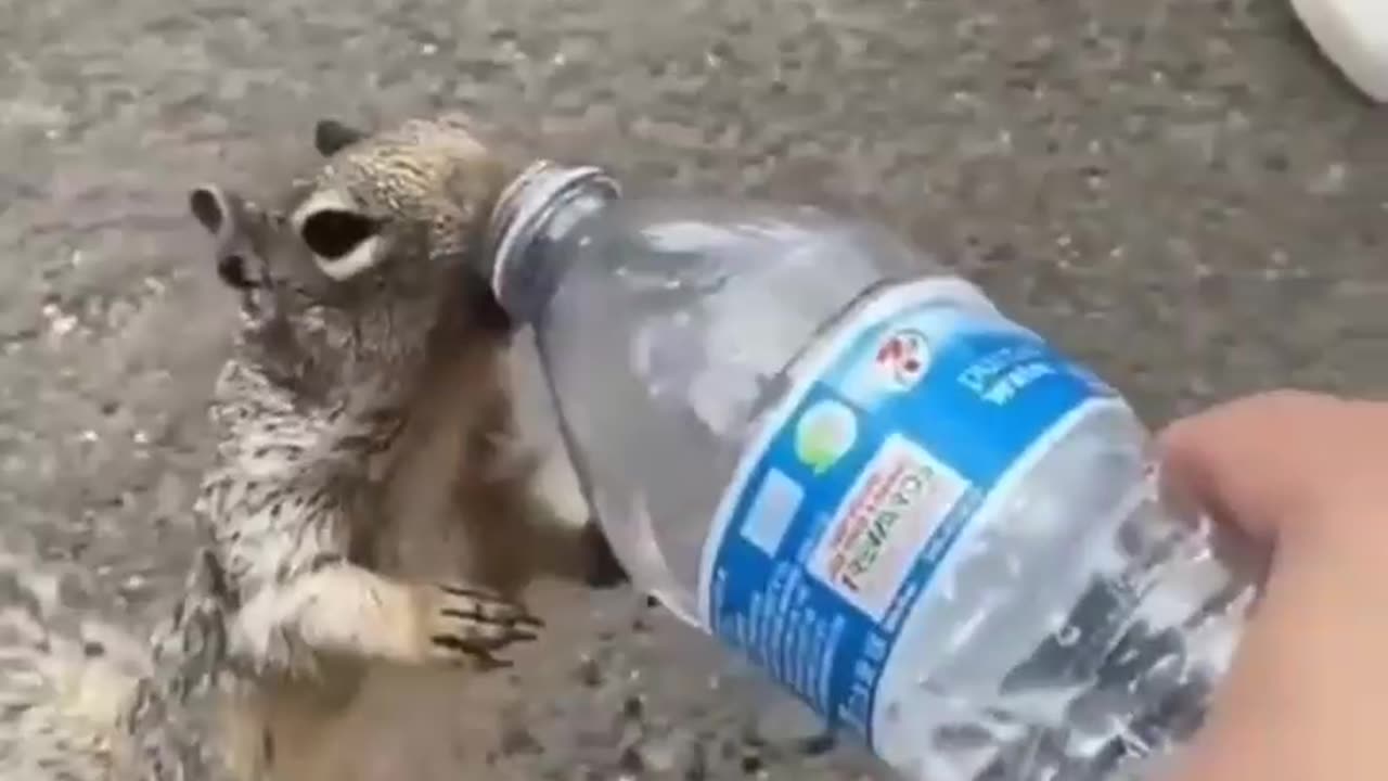 Thirsty squirrel begs for water from people