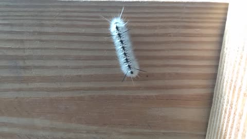 Hickory tussock moth caterpillar