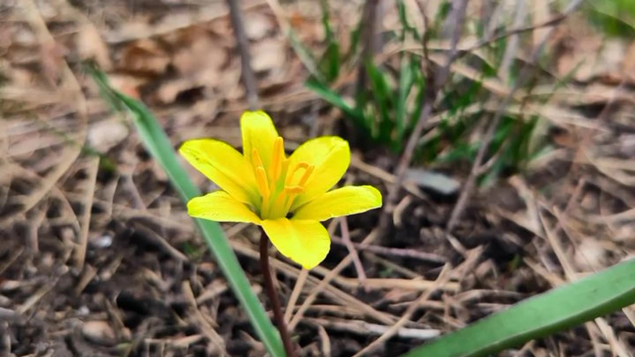 Полевые цветы Красноярского края,Flores silvestres do território de Krasnoyarsk