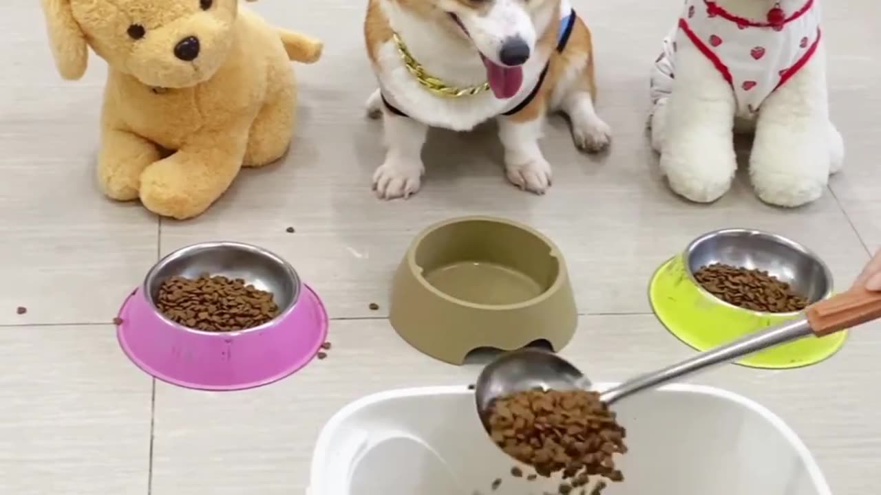 Cute Dogs angry, #cute #cutedog #dogvideo #lovewithdog #petvideo #pets #animals #Dogandcats