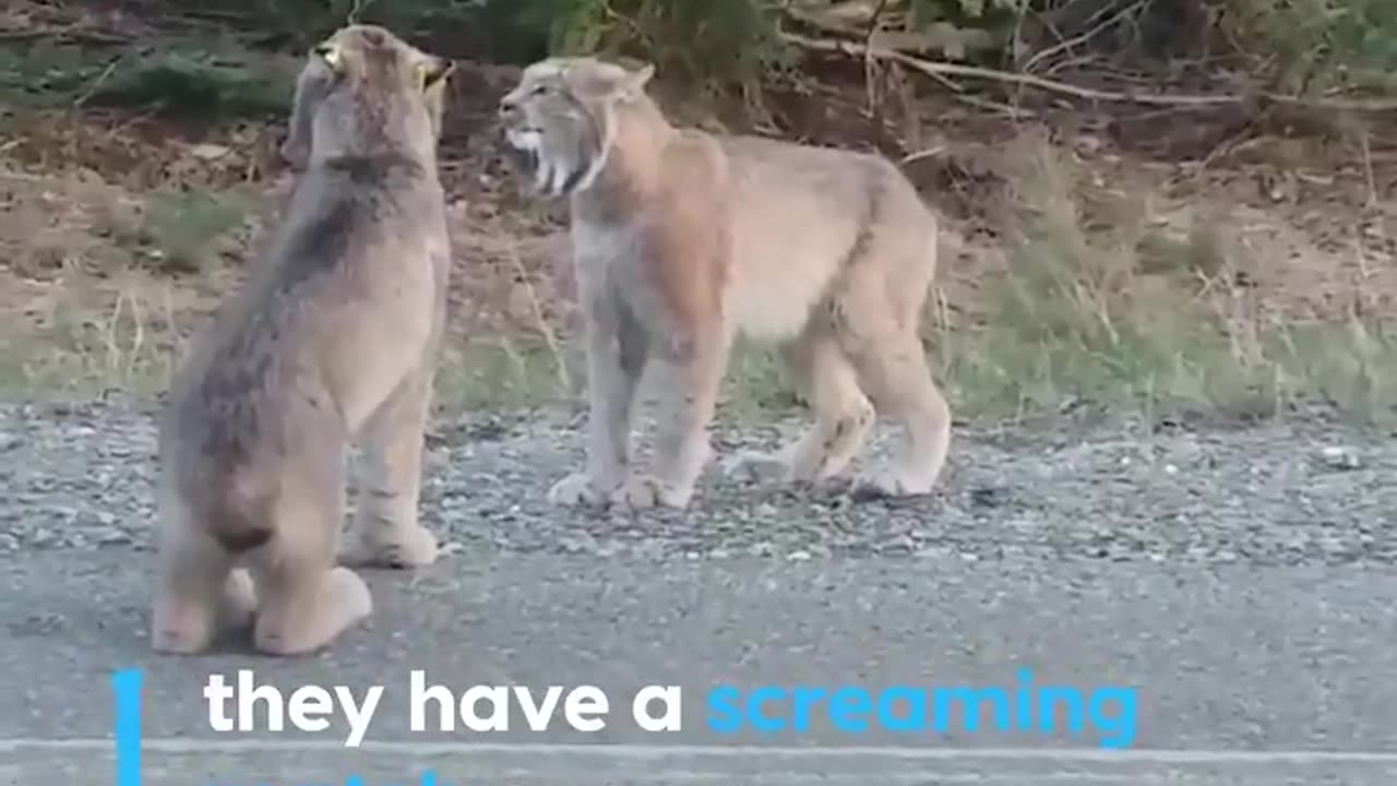 Forest cat fight video