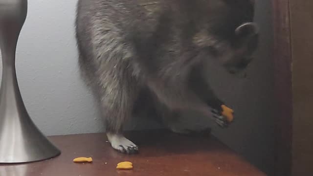 Sneaky Raccoon Eats Goldfish Crackers