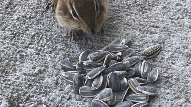 Eat up chipmunk