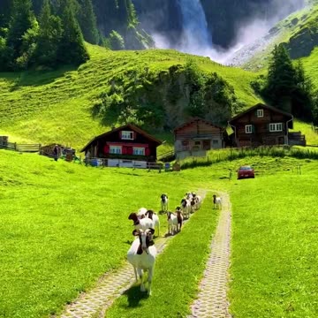 The beautiful Swiss landscape and its animals🇨🇭 Which is your favorite animal?