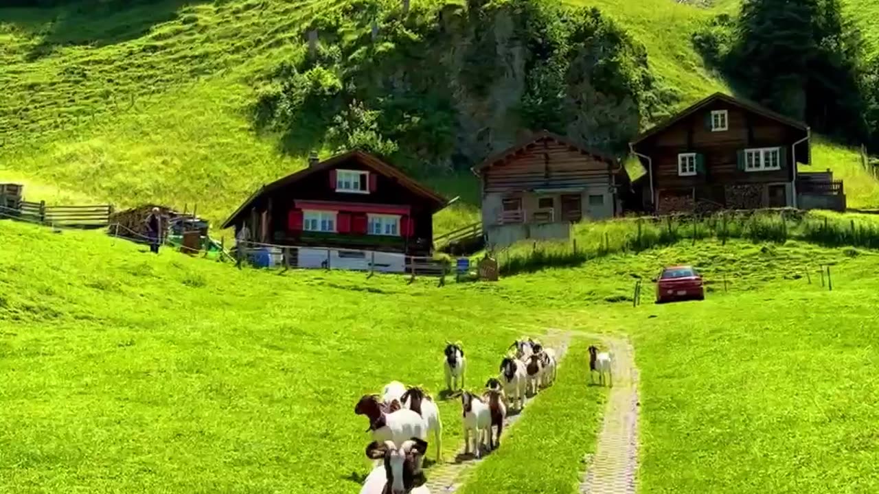 The beautiful Swiss landscape and its animals🇨🇭 Which is your favorite animal?