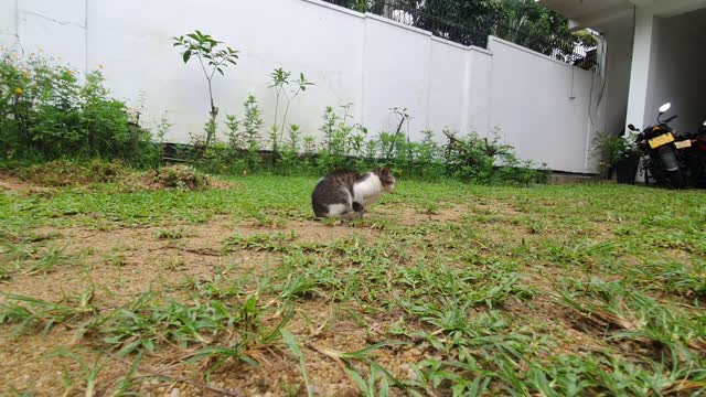 Puus the Sri Lankan Cat