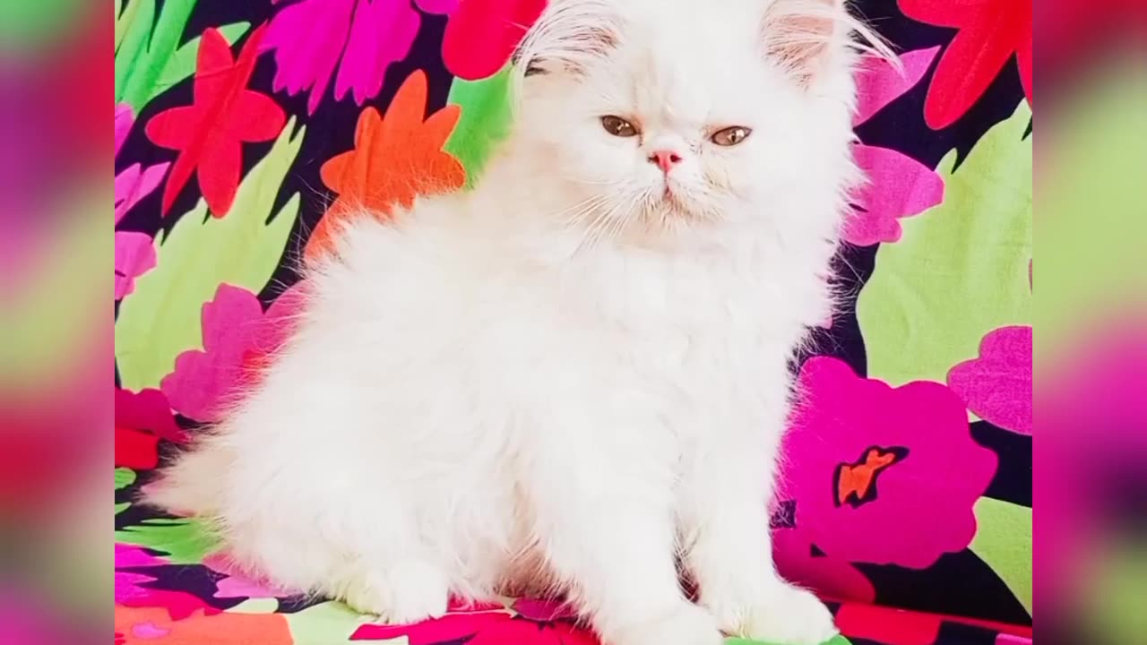 Cute cat