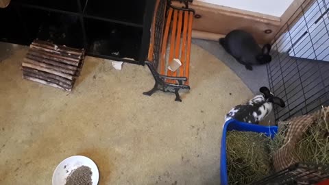 Rabbit Does a Happy Hop in a Circle Smashing Head First Into the Gate