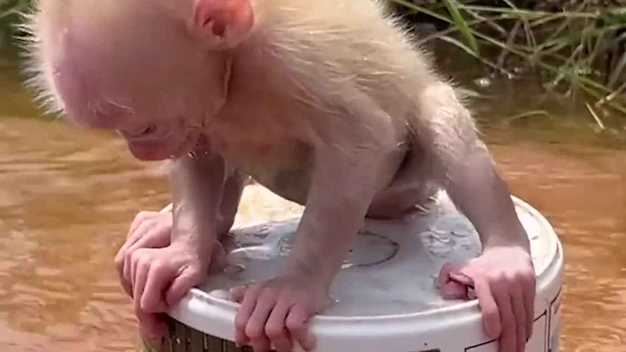 Adorable Monkey