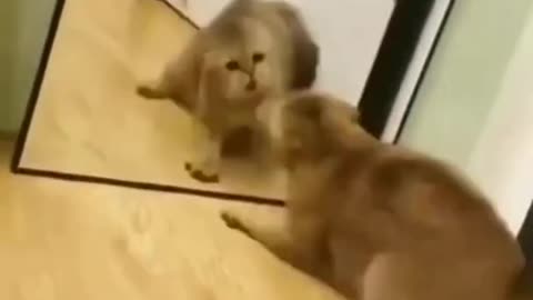 2 in 1 cat comedy video