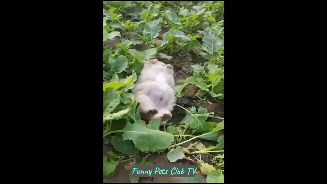 Funny Animal Videos 🤣