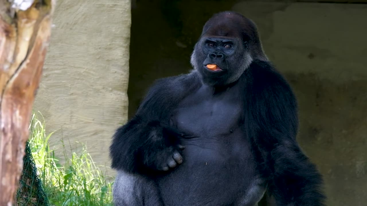 A silverback gorilla could deadlift 1,800 lbs.