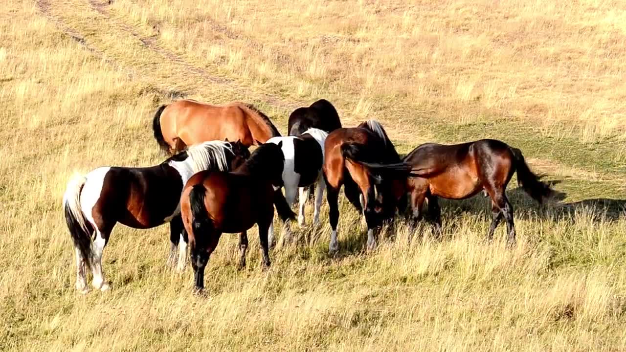 8 MINUTES of BEAUTIFUL PAINT HORSES