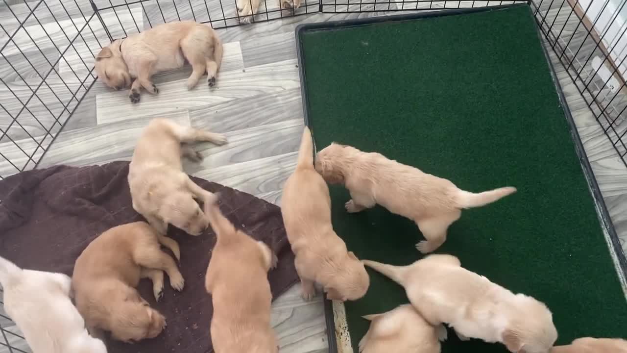 Potty training at 4 weeks!