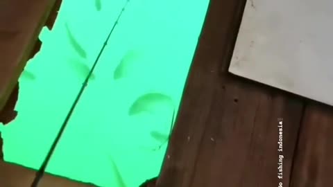 This is a beautiful and charming water-dwelling species