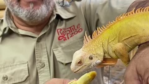 😱🦎 Such a magnificent reptile, not the greatest eye sight though! Albino Iguana