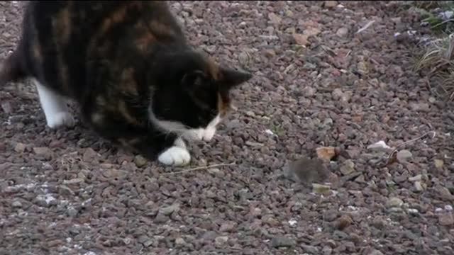 Why don't the cat catch old