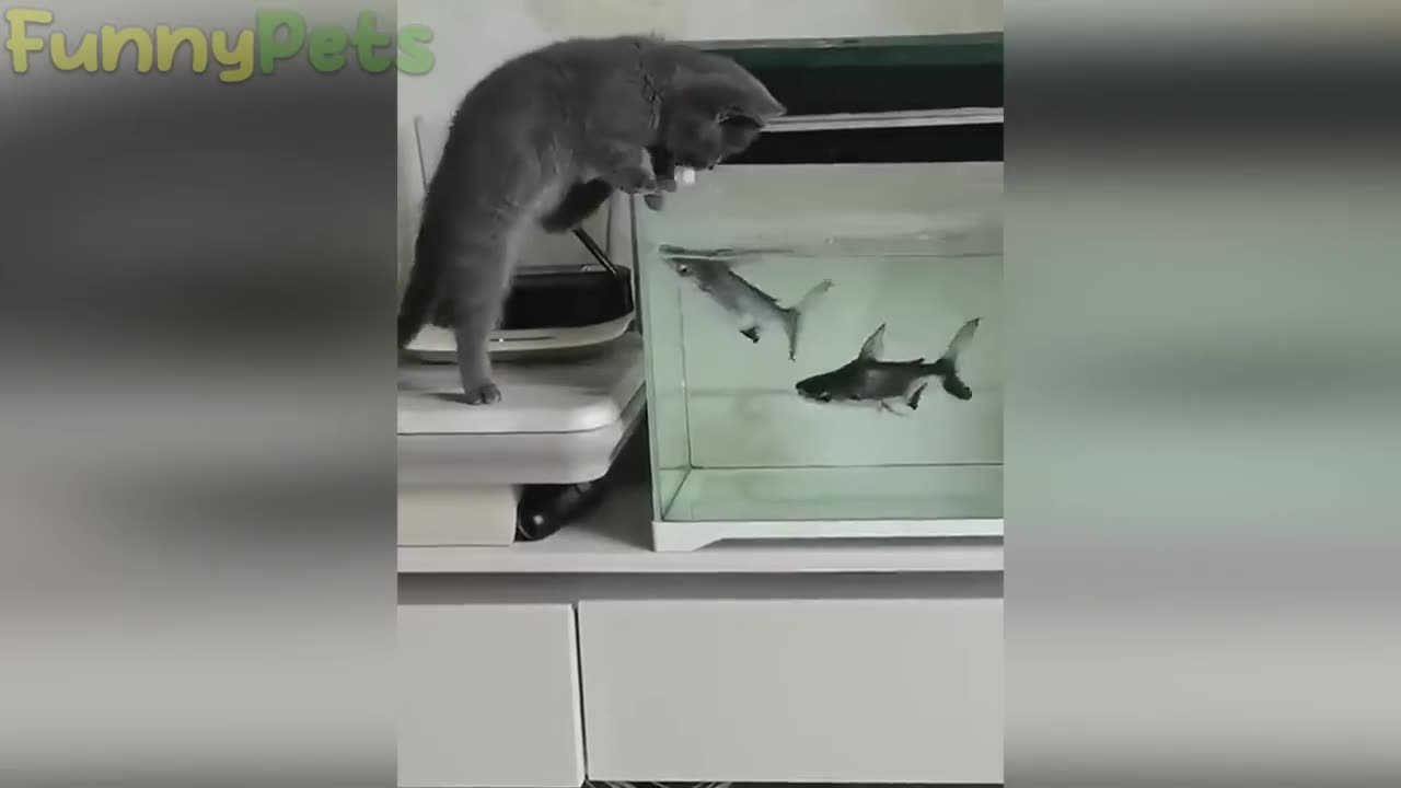 BEST FUNNY CATS 🤣🤣 CAN'T STOP LAUGHING