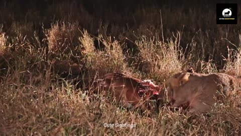 Impala Tries to Escape Lioness While She Eats It