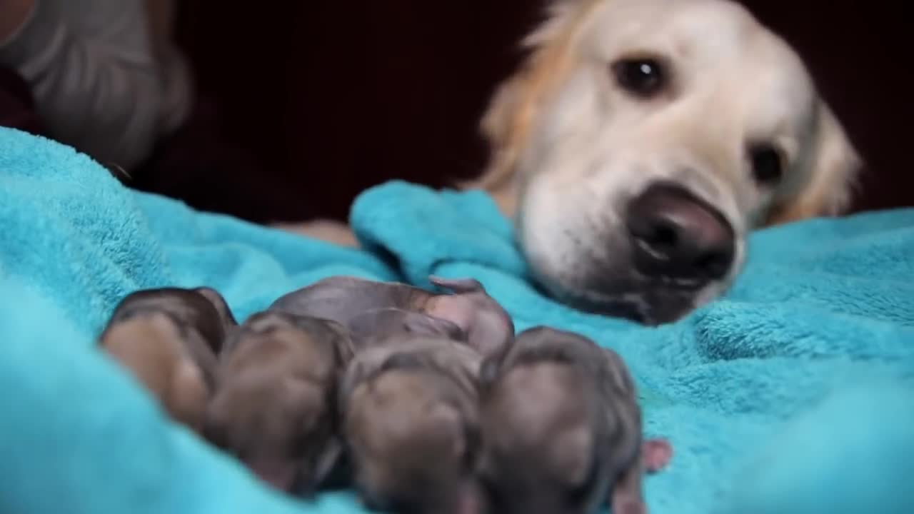 Golden Retriever and Baby Bunnies 3 days old [CUTENESS OVERLOAD]