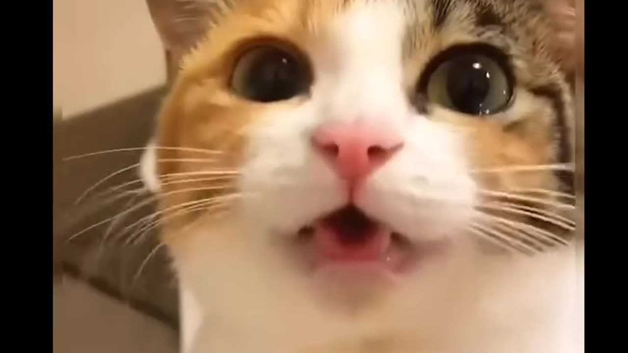 Most beautiful cat meow 🥹 must watch