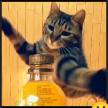 the most mischievous cats in the world kkkkkkk