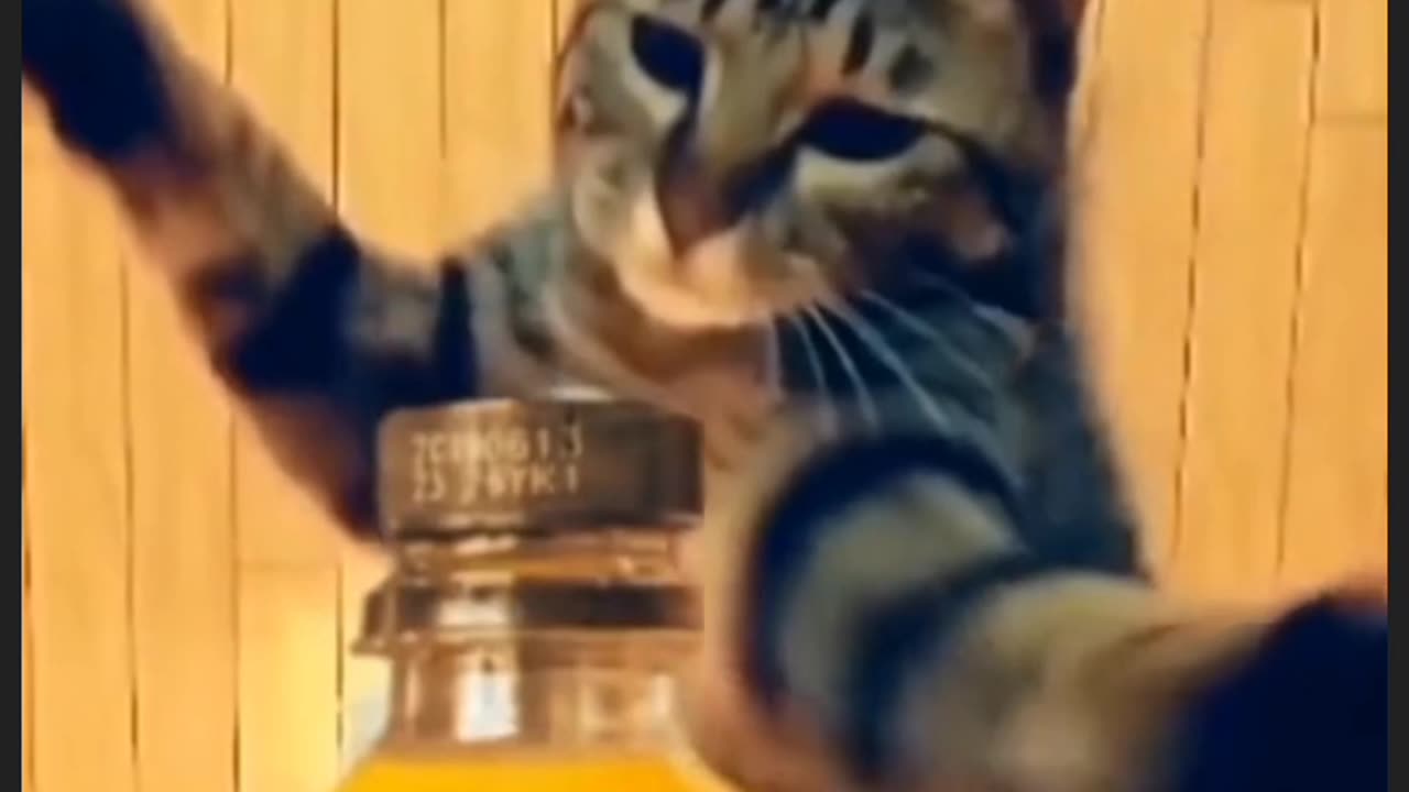 the most mischievous cats in the world kkkkkkk