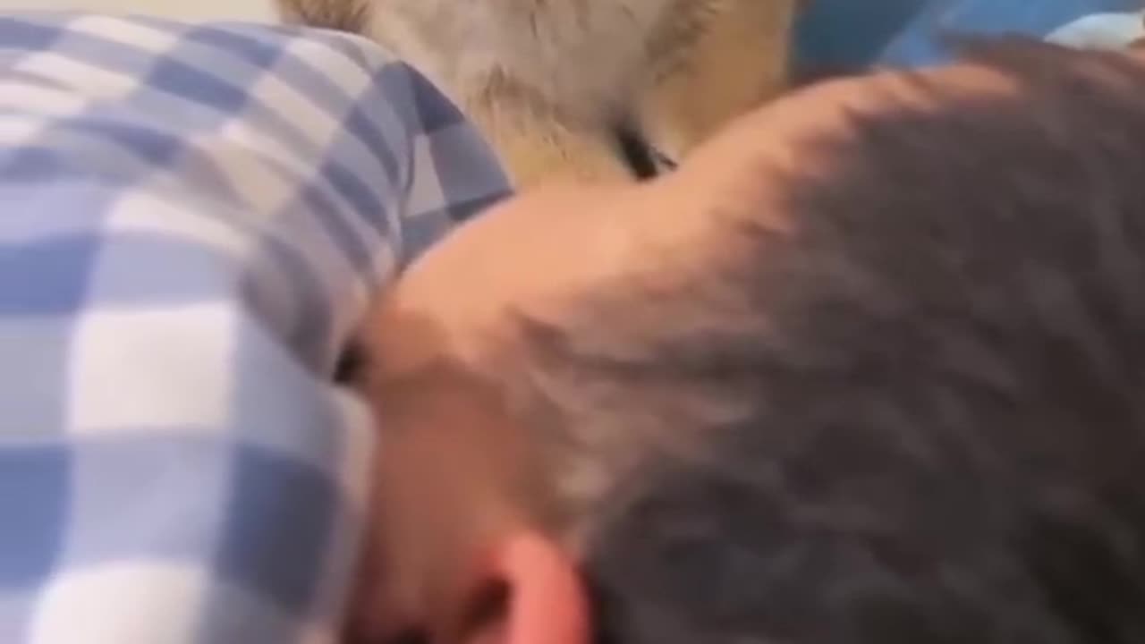 Amazing animals, fun with animals