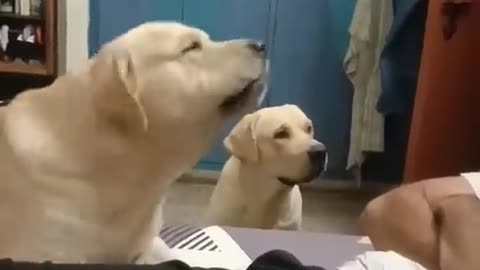 Sweet dog clip