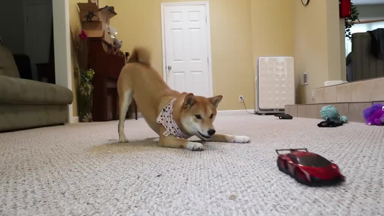 DOG ATTACKS R.C CAR!