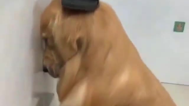 this dog is sad