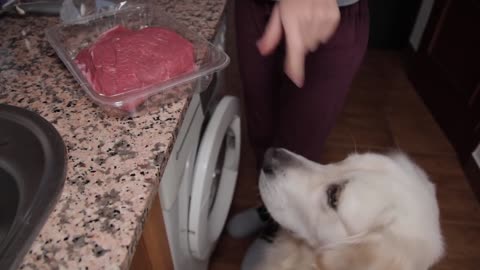 Raw or Cooked Meat What will the Dog choose