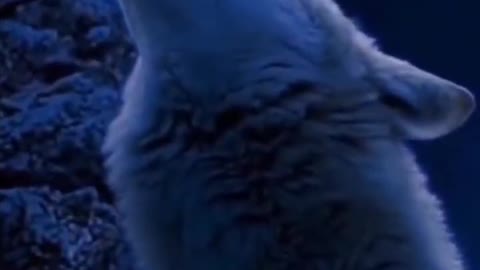 What are the wolves watching from the edge of the cliff