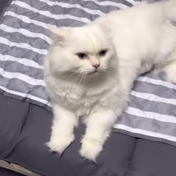 So cute cat 😸 funny video |Funny animal videos| try not to laugh