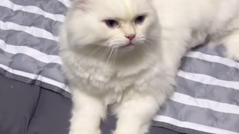 So cute cat 😸 funny video |Funny animal videos| try not to laugh
