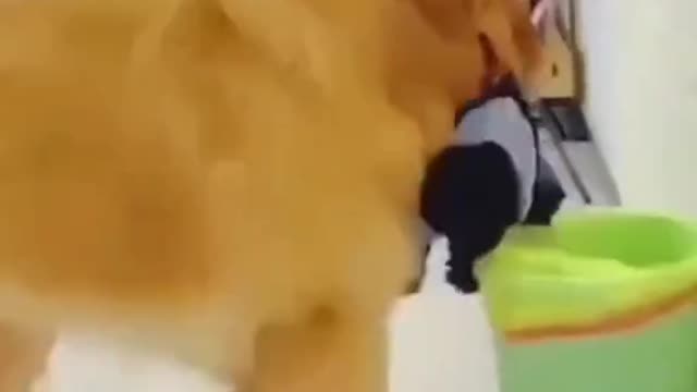 funny video #foryou #fyp #funny #dog #acting #doglover