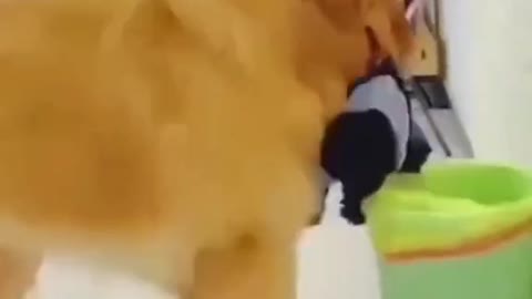 funny video #foryou #fyp #funny #dog #acting #doglover