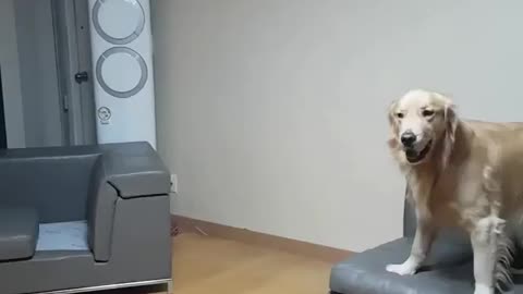 Do you like lively pets?