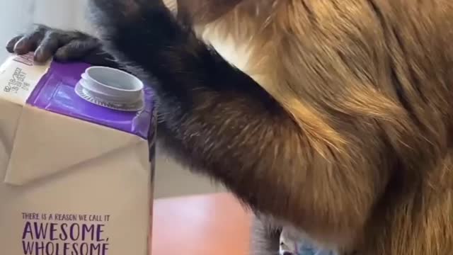 Kiala loves her organic oat milk.